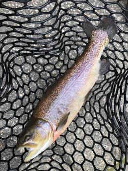 フィッシング サンクチュアリ 釣果