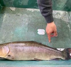 フィッシング サンクチュアリ 釣果