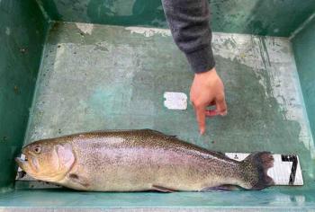 フィッシング サンクチュアリ 釣果