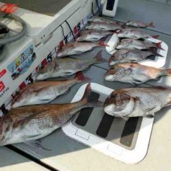 遊漁船 セトマリン 釣果