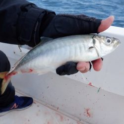 開進丸 釣果