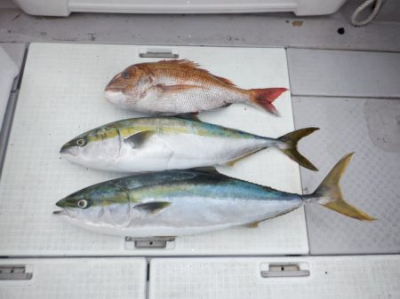 遊漁船 遊友 釣果