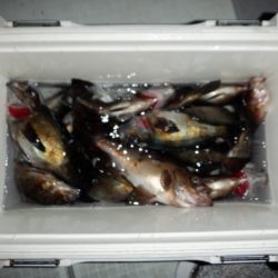 遊漁船 遊友 釣果