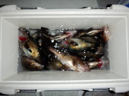 遊漁船 遊友 釣果