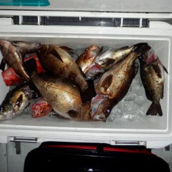 遊漁船 遊友 釣果