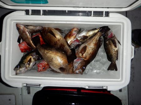 遊漁船 遊友 釣果