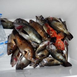 遊漁船 遊友 釣果