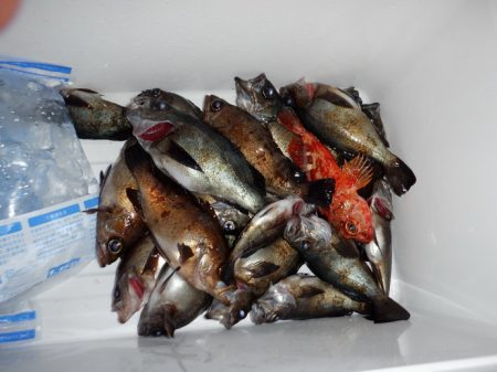 遊漁船 遊友 釣果