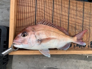 幸吉丸 釣果