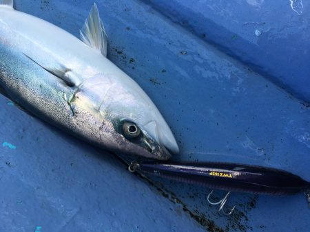 松鶴丸 釣果