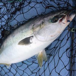 松鶴丸 釣果