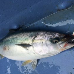 松鶴丸 釣果