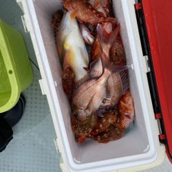 リトルワン 釣果