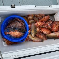 リトルワン 釣果