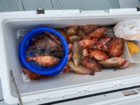 リトルワン 釣果