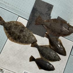 リトルワン 釣果