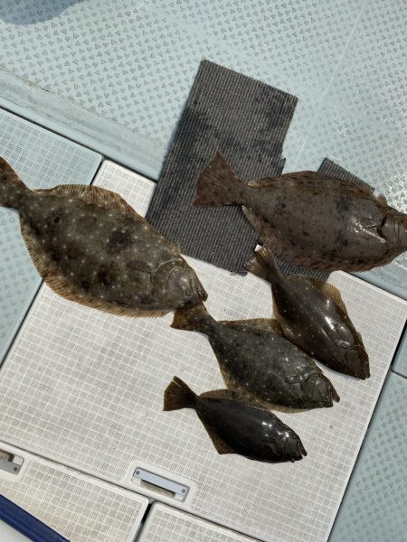 リトルワン 釣果