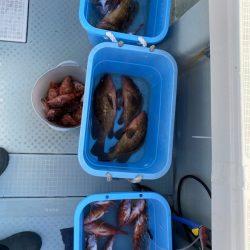 リトルワン 釣果