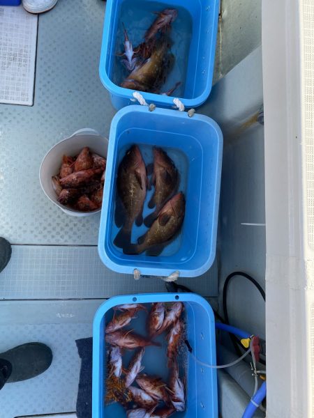 リトルワン 釣果