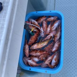 リトルワン 釣果