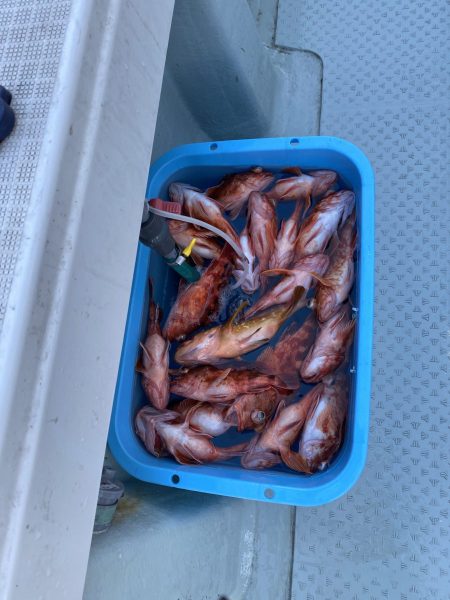 リトルワン 釣果