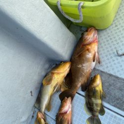 リトルワン 釣果