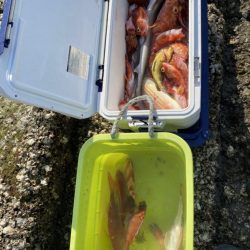 リトルワン 釣果