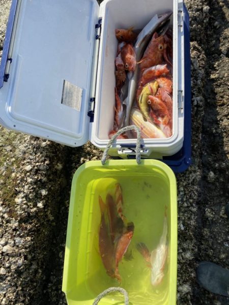 リトルワン 釣果