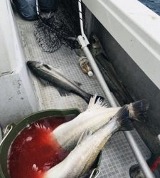 シーモンキー 釣果