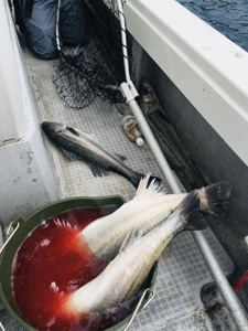 シーモンキー 釣果