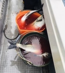 シーモンキー 釣果