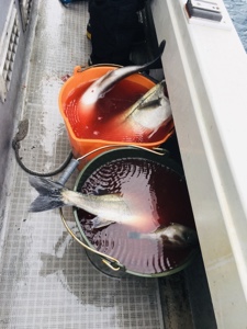 シーモンキー 釣果