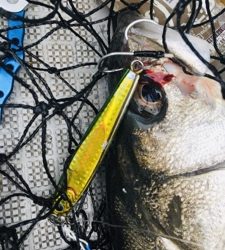 シーモンキー 釣果