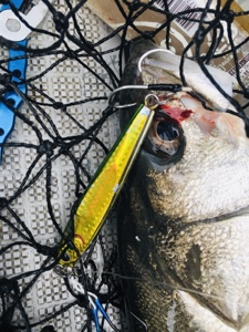 シーモンキー 釣果