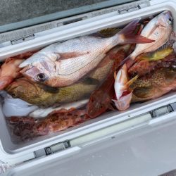 リトルワン 釣果