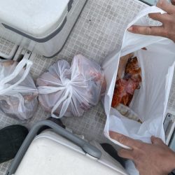 リトルワン 釣果