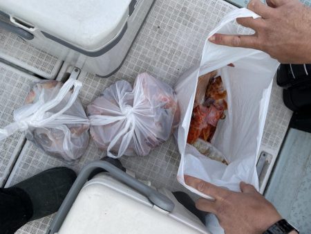 リトルワン 釣果