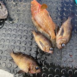 リトルワン 釣果