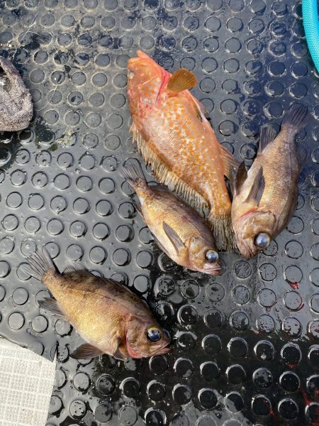 リトルワン 釣果