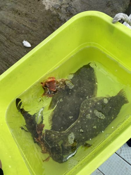 リトルワン 釣果