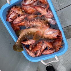 リトルワン 釣果