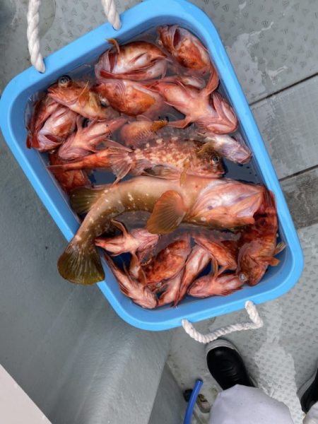 リトルワン 釣果