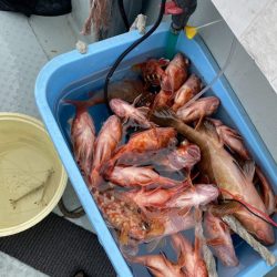 リトルワン 釣果