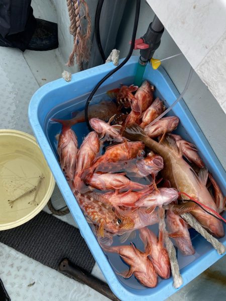 リトルワン 釣果