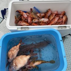 リトルワン 釣果