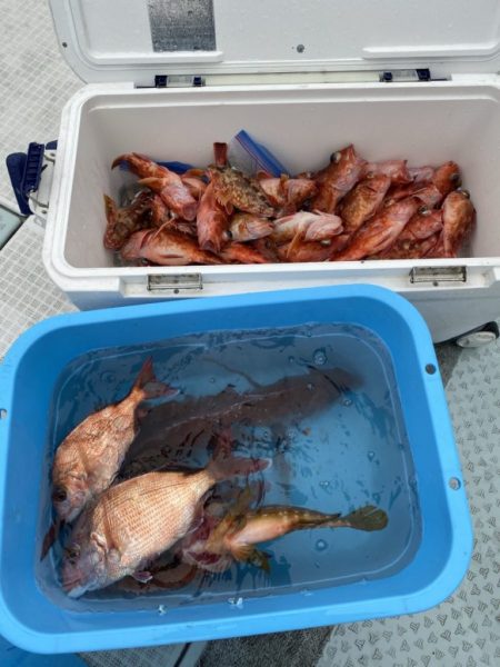 リトルワン 釣果