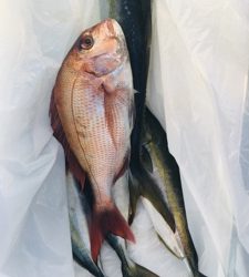 シーモンキー 釣果