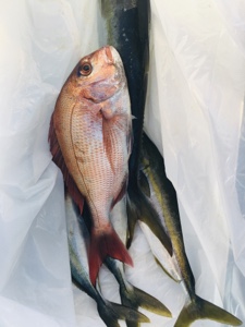 シーモンキー 釣果