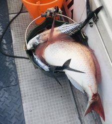 シーモンキー 釣果