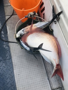 シーモンキー 釣果